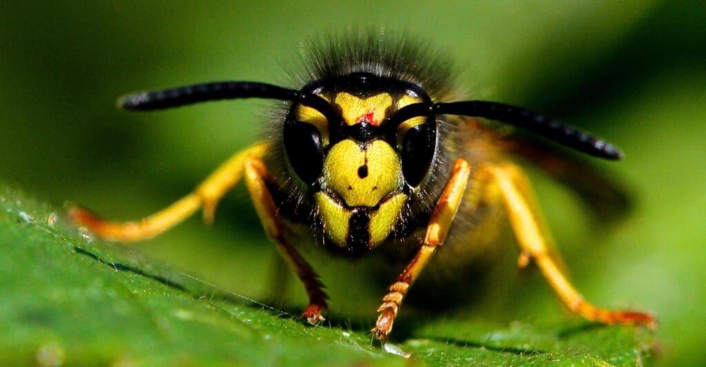 Chassez les guêpes : conseils pour protéger votre enfant des guêpes