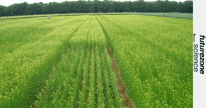 Comment l’ADN de cameline peut sauver d’autres plantes de la sécheresse