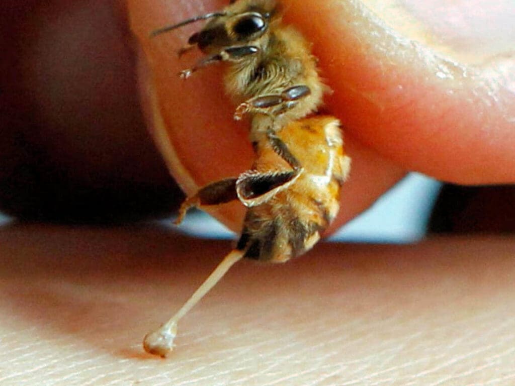 Pourquoi l’abeille royale est-elle si importante pour notre environnement ?